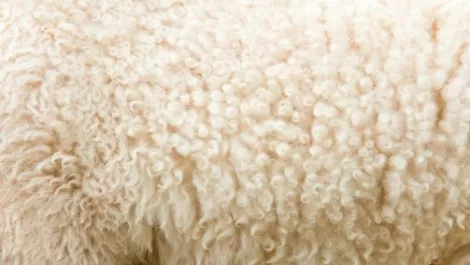 NZ crossbred wool falls to two-month low amid stronger currency, weaker demand