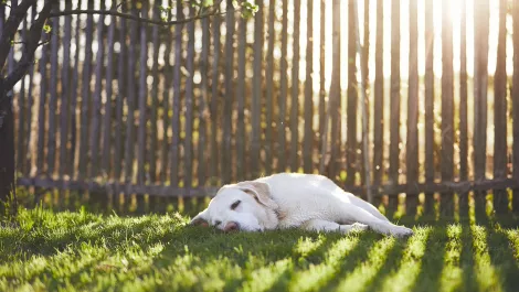 Farm dogs being put out of business by drone that barks