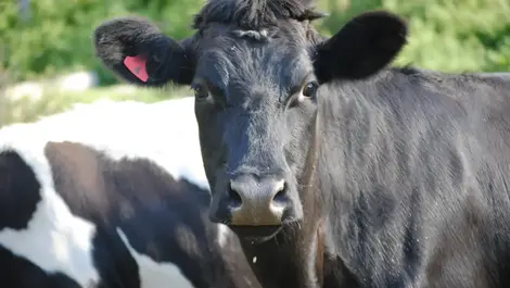 Safety review highlights risks of mismanaging agri-chemicals